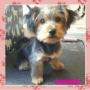 Lady the yorkshire terrier