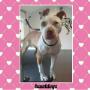 Meesha the pitbull