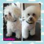 Pinchy the bichon frise