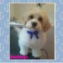 Ted the cavachon