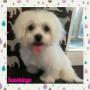 bailey the maltese