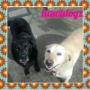 Uploaded by visitor on 14/11/2017 - Jess and Phoebe the labradors