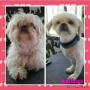 Uploaded by visitor on 14/11/2017 - Jessy the shih tzu