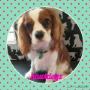 Uploaded by visitor on 14/11/2017 - Lady the cavalier king charles