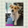 Uploaded by visitor on 14/11/2017 - Mowgli the jack russell cross