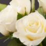 Funeral Services