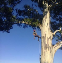 Savage Tree Care