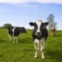 Large Animal Veterinary Care