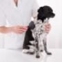 Dog Grooming