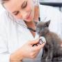 Small Animal Veterinary Care