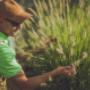 Garden Maintenance
