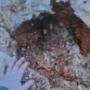Stump removal
Stump grinding