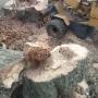 Stump removal

Stump grinding