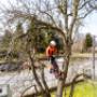 Tree Services