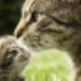 Cattery