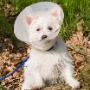Welcome to Sunbeam Veterinary