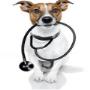 Callan Veterinary Hospital, Vets, Kilkenny png GALLERY