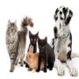 Callan Veterinary Hospital, Animals, Kilkenny png GALLERY