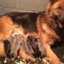 Uploaded by visitor on 22/04/2018 - Black & Gold shepherd puppies