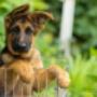 Uploaded by visitor on 22/04/2018 - Dog training available for German shepherd puppies bought at Priderock Kennels