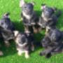 Uploaded by visitor on 22/04/2018 - German shepherd puppies for sale
