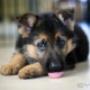 Uploaded by visitor on 22/04/2018 - German shepherds available in all colours