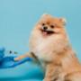 "Veterinary Clinic, Animal Pharmacy, Agri-Retail Store,"
