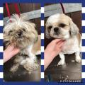 Dog Grooming