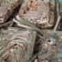 Scrap Metal