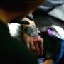 The Black Hat Tattoo