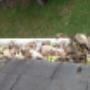 Gutter Clearing Cork