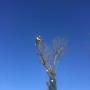 Tree Pruning Dublin