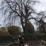 Tree Services Dublin