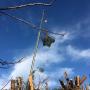 Tree Surgeon Dublin