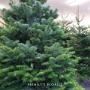 Fresh Christmas Trees for Sale
Call to our showroom in Carraroe today
