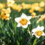 Spring Sanctuary Counselling & Psychotherapy, Counselling, Galway