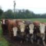 Animal Nutrition