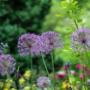 Landscaping, Driveways, Garden Maintenance, Composite Decking, Groundswork, and more in Leinster