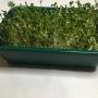 Microgreens