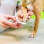Dog Nail Clipping