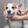 Dog Baths