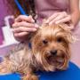 Dog Ear Cleaning