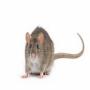 Domestic Pest Control
