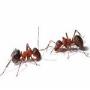 Pests