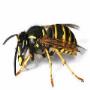 Commercial Pest Control