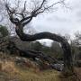 This is the effect of geopathic stress the tree is bent and twisted and growth shunted.imagine the  stress on your body if you have it in your home contact doylesdivinewater for a solution
