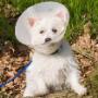 Welcome to Sunbeam Veterinary