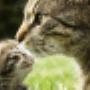 Cattery