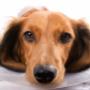 Acupuncture for your pet