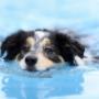 Hydrotherapy Centre